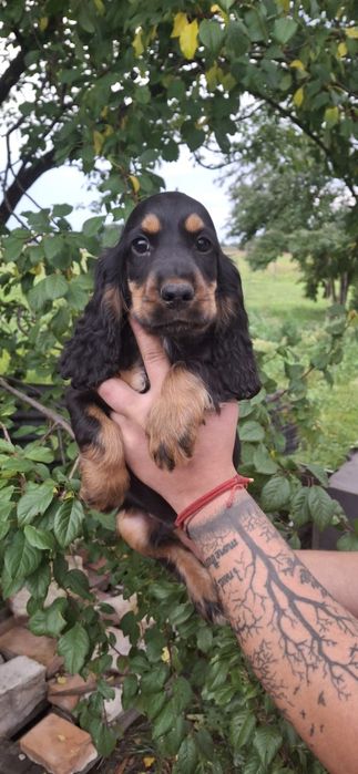 Cocker Spaniel Angielski piesek