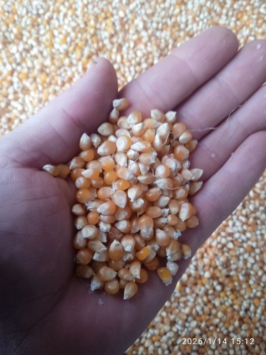 Кукурудза для попкорну
