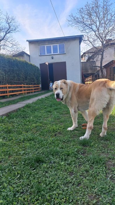 Кобель на в'язку