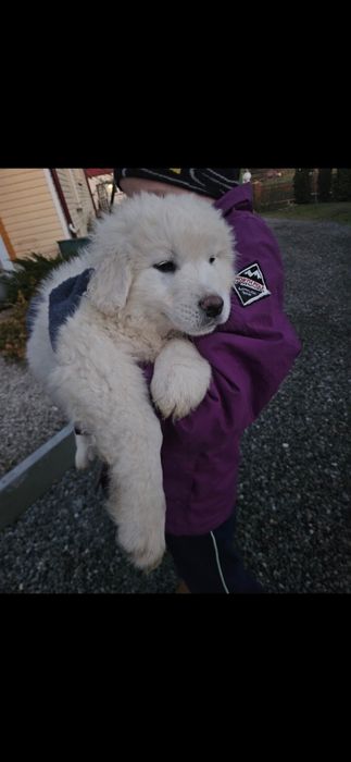 Polski Owczarek Podhalański  piesek