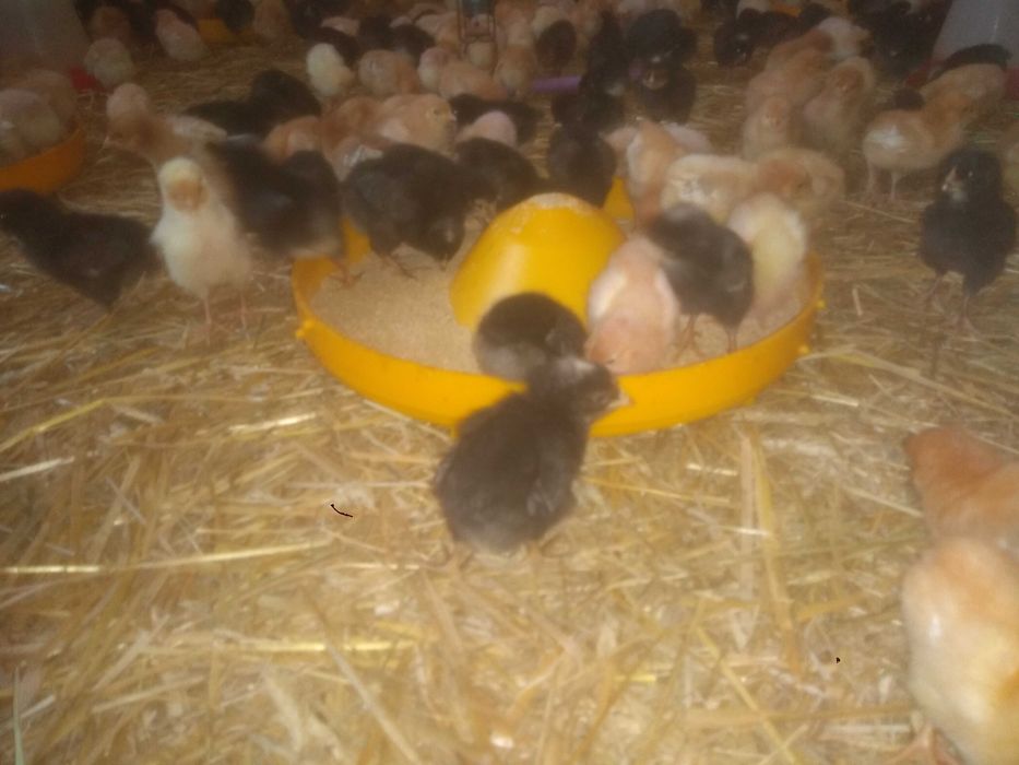 Młode kury nioski 9 tygodniowe