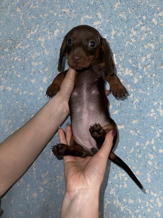 Такса кроль/міні дівчинка шоколад