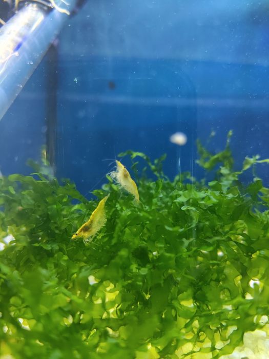 Camarão neocaridina