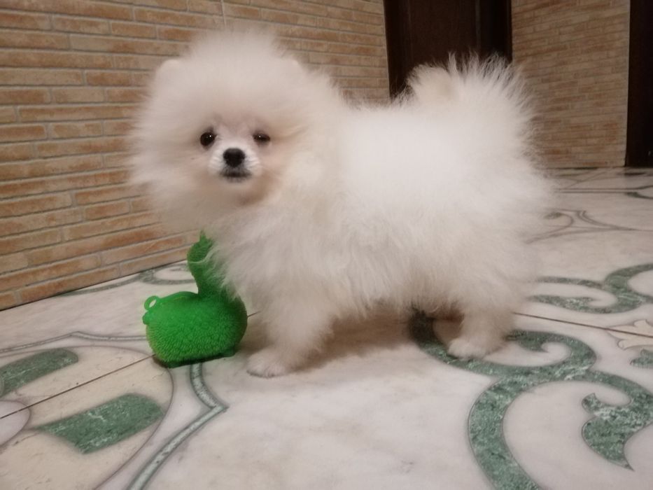 Розкішні міні  шпіцулі