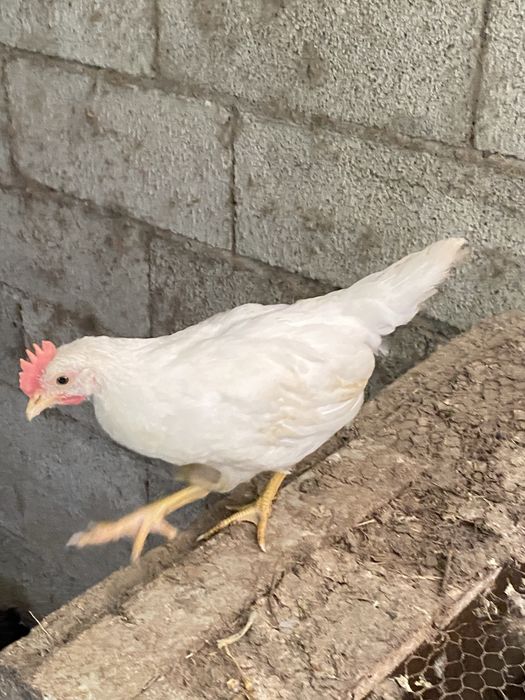 Garnisés  para venda
