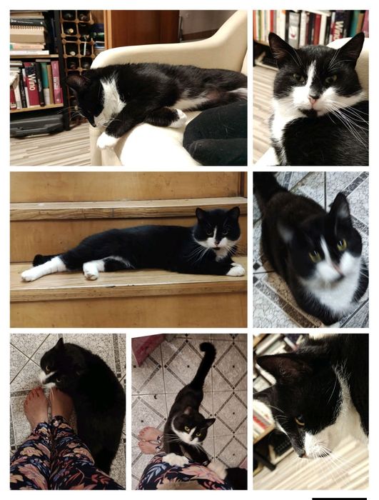 Kot kocur czarnobiały szuka domu miziak niekupujadoptuj