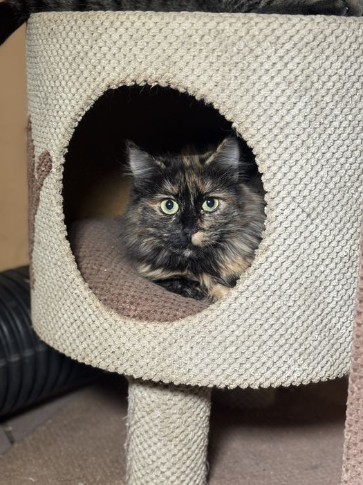 Кошечки черепашки в дар