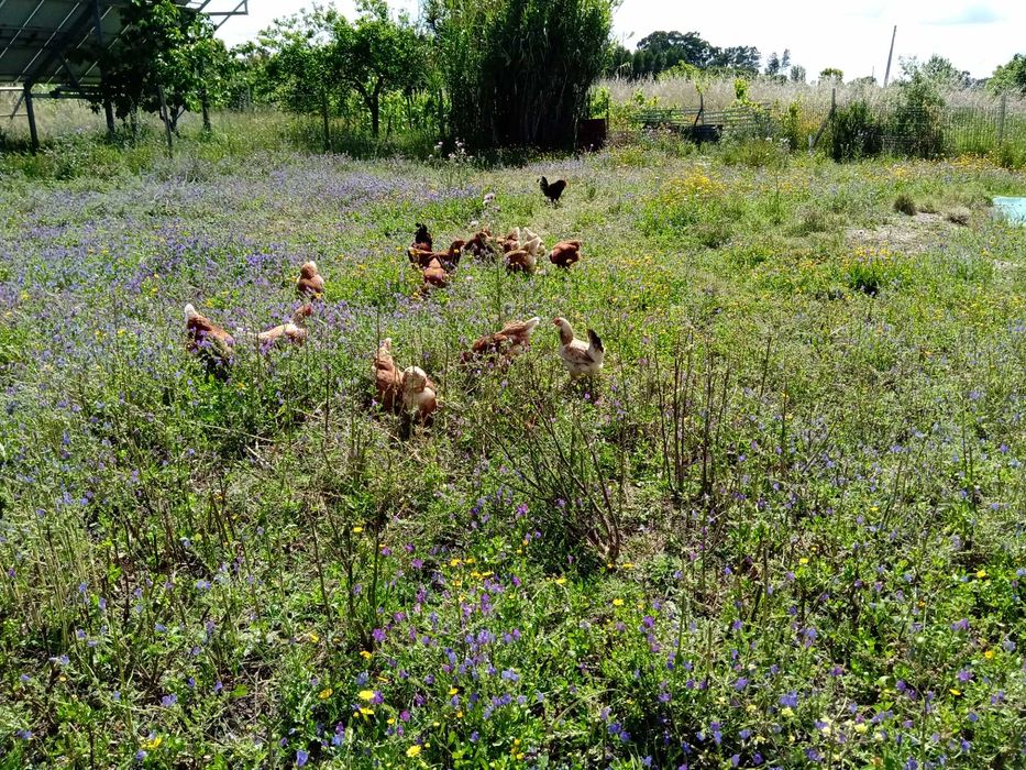 Ovos de galinhas criadas ao ar livre