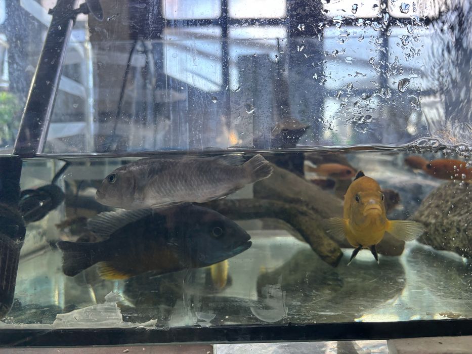 Ciclideos aficanos do Lago de Malawi- 25 Exemplares