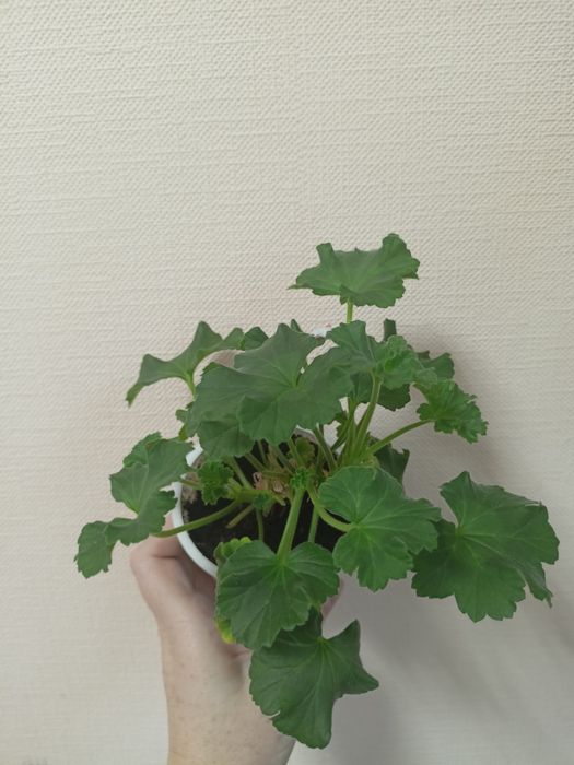 Пеларгонія Dolce Vita mia purple eyes