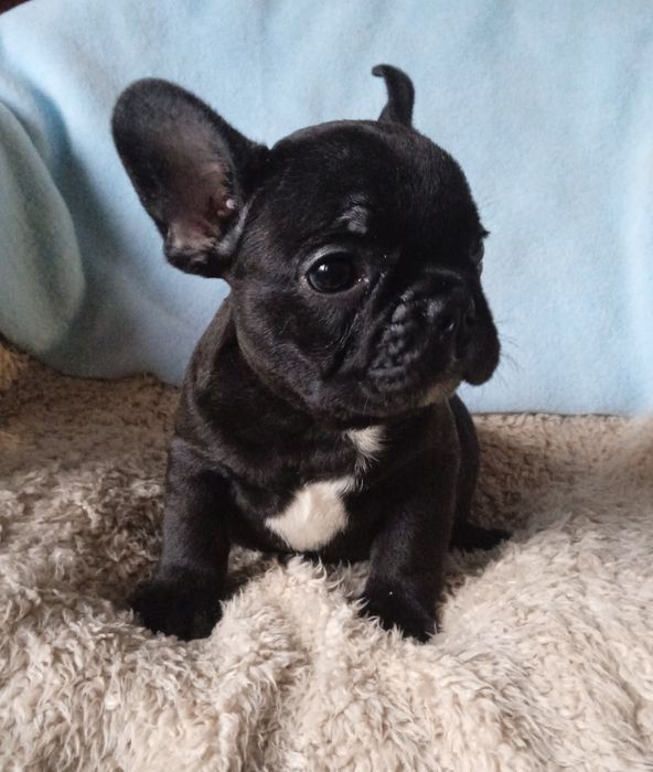 Дівчинка  французький бульдог