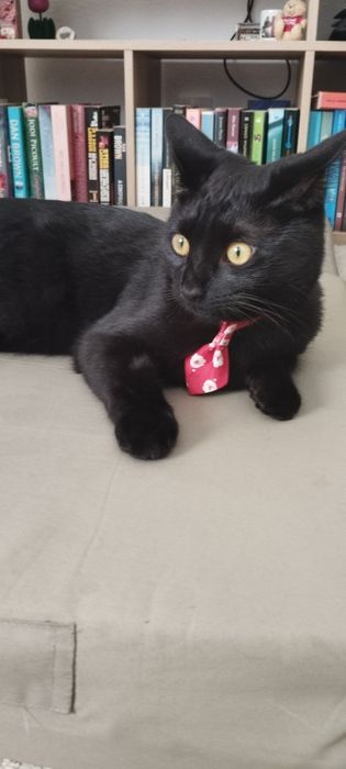 Coleira gravata  gato