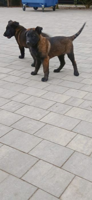 Owczarek Belgijski Malinois Piesek