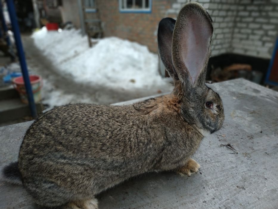 Продам Самок  Бельгийский Великан