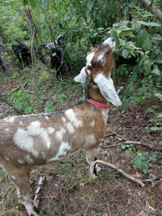 Продается англо-нубийськая козочка 90,5%.