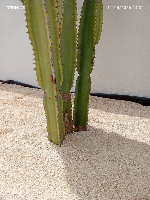 Trabalhos de jardinagem