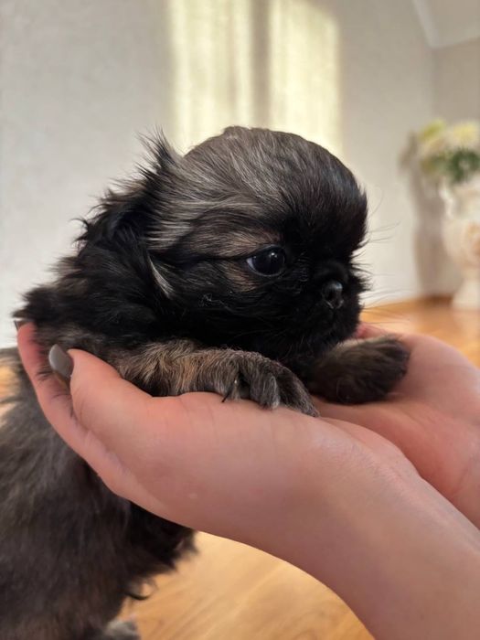 Пекінеси шукають дім