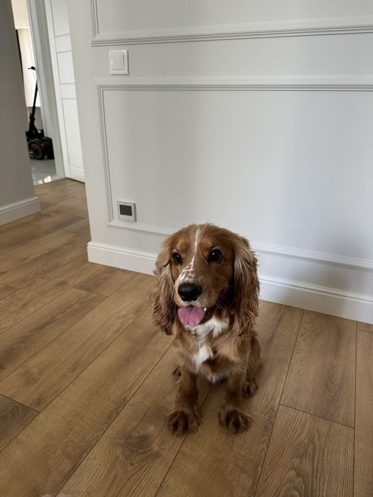 Індивідуальна перетримка ваших улюбленців. Собак. Зооняня. Лівий берег