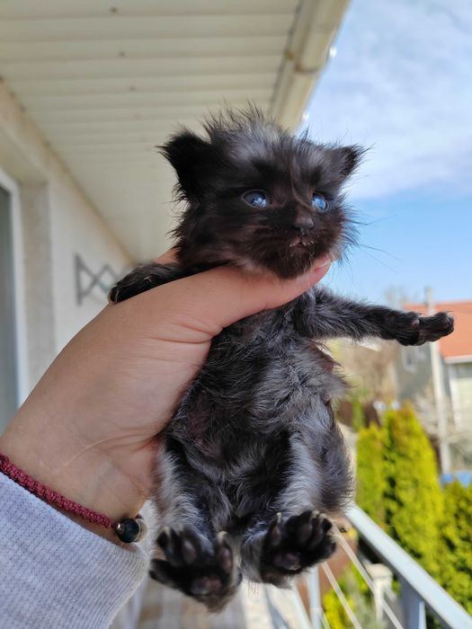 Котенок Мейн Кун, черный дым, Black Silver