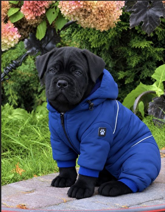 Крутезний Сімба хлопчик-Cane corso