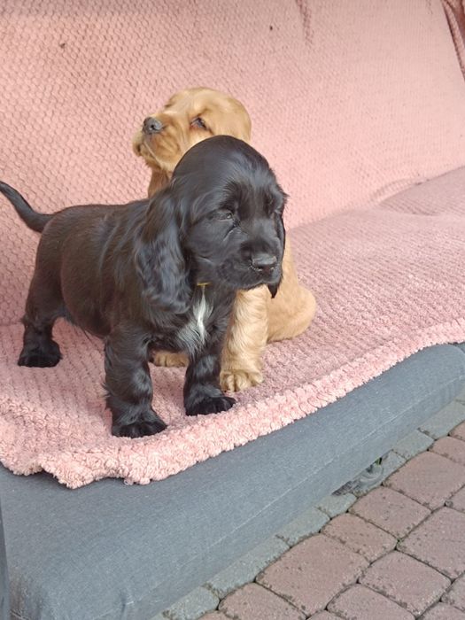 Cocker spaniel angielski wybitne piesek do odbioru