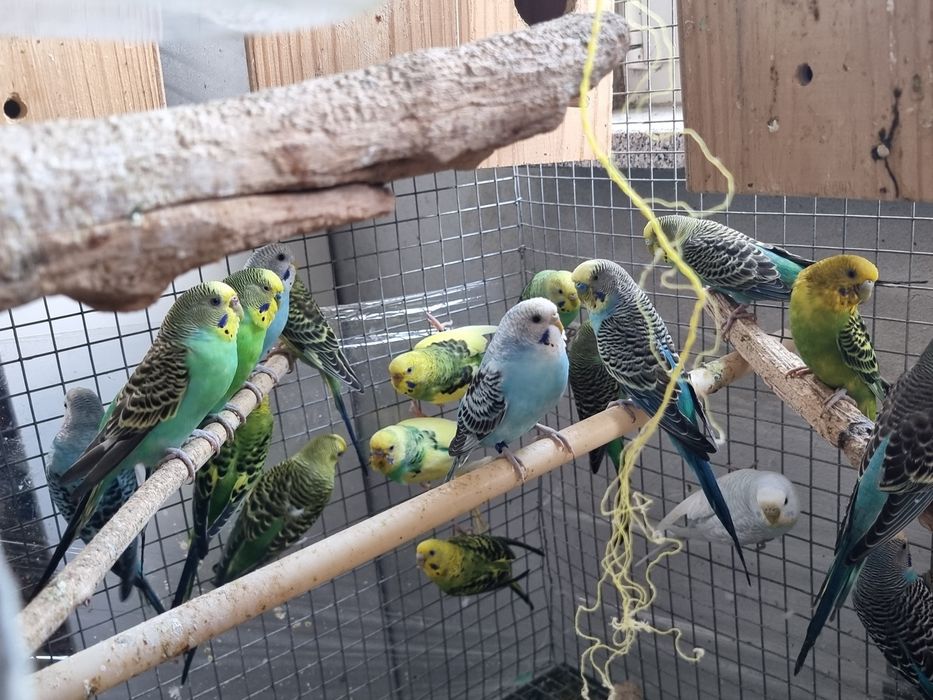 Periquitos australianos