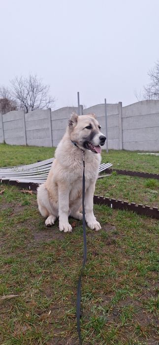 Кінолог|Навчання на пансіонаті