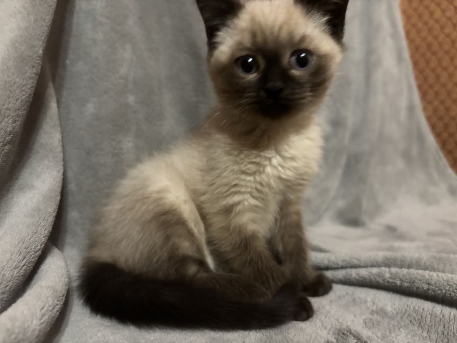 Кицюня шотландська забарвлення колор пойнт