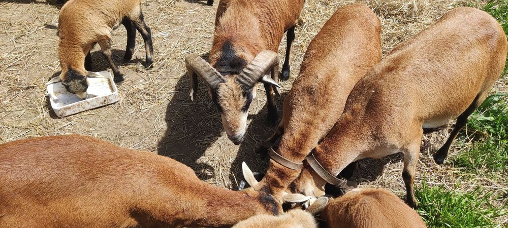 Troca de Carneiro por outro da mesma raça, de 1 ano. Meigo e de raça pura, sff. Motivo de