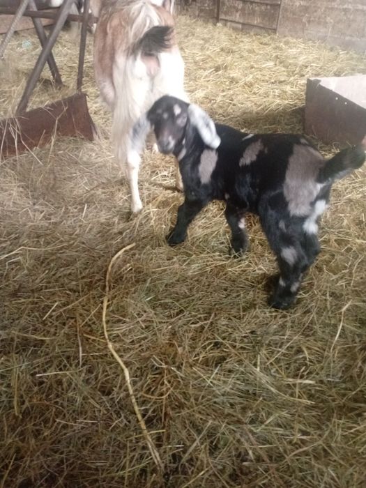 Ан/Нубійські козлики.