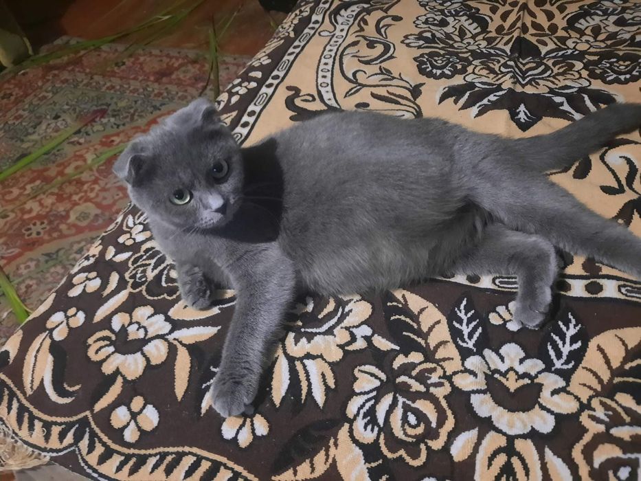 Шотландські кошенята