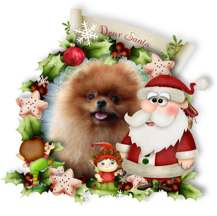 Вязка. Померанский шпиц baby face