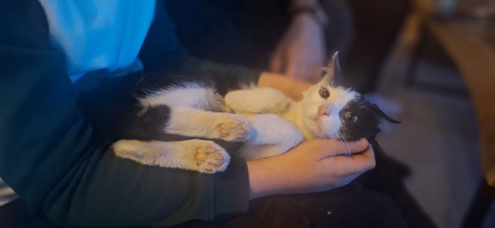 Agatka I Antoś małe urwiski szukają domy