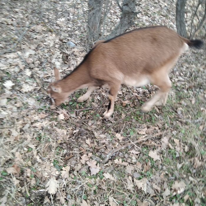 Чистокровні альпійські кози