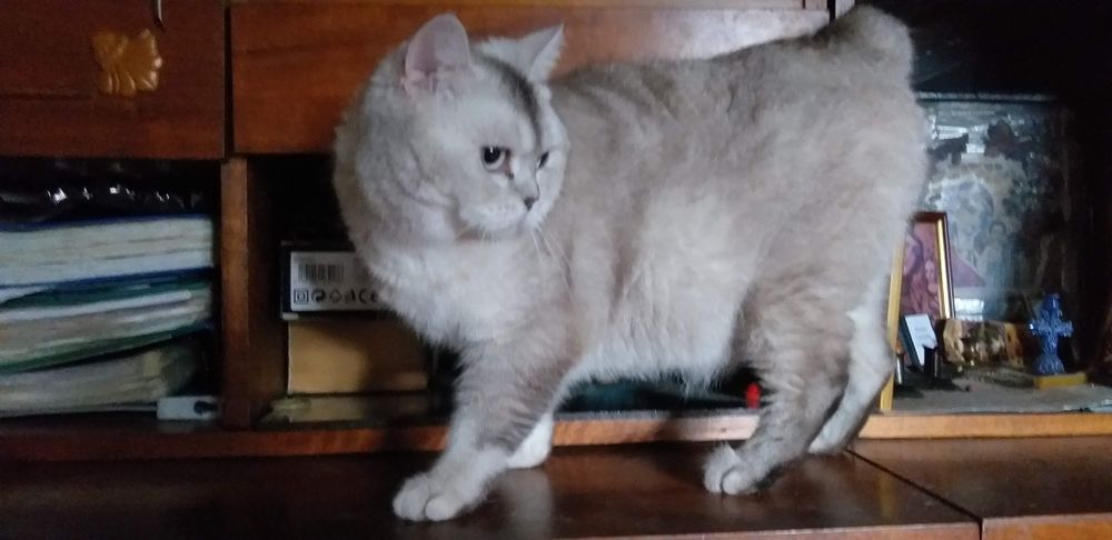Серебристая шиншила, кошка