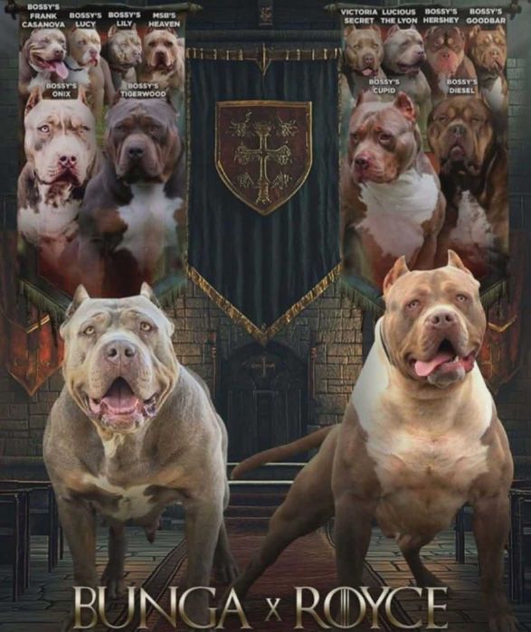 American Bully XL liliowy