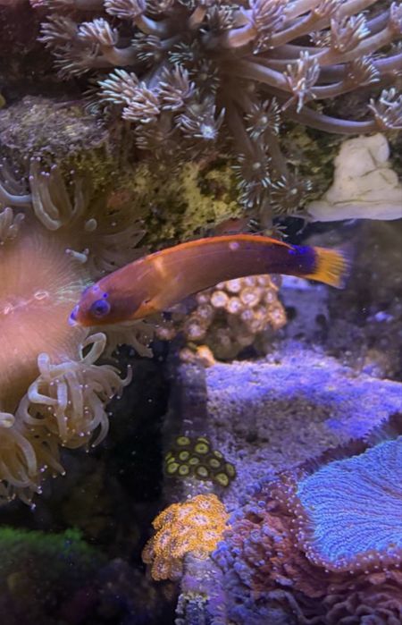 Coris  12 cm ryba morska