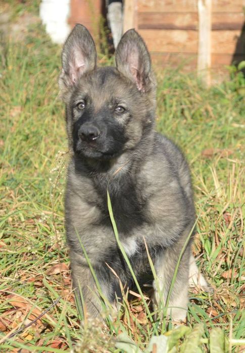 Питомник"DOLINA GREZ" предлагает щенков восточно-европейской овчарки