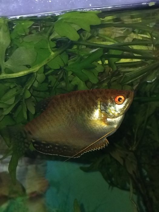 Ryba gurami złoty