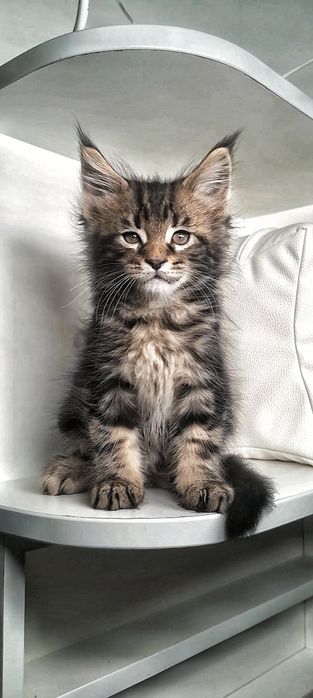 Чистокровна дівчинка мейн-кун — щастя в домi