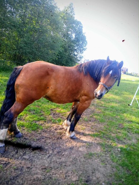 Sorzedam klacz zimnokrwista