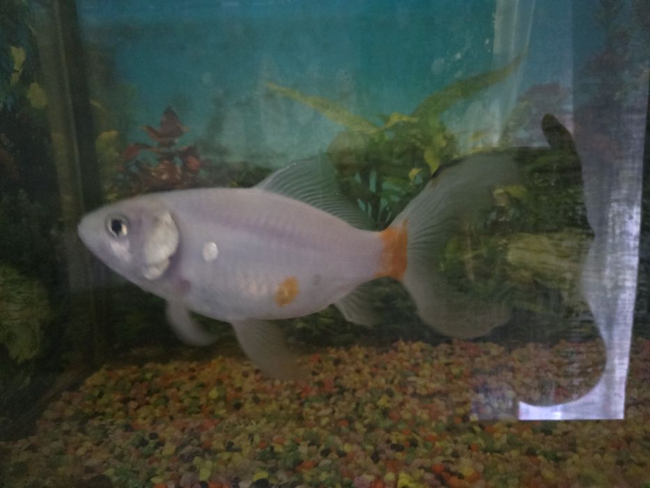 Dou peixe cometa