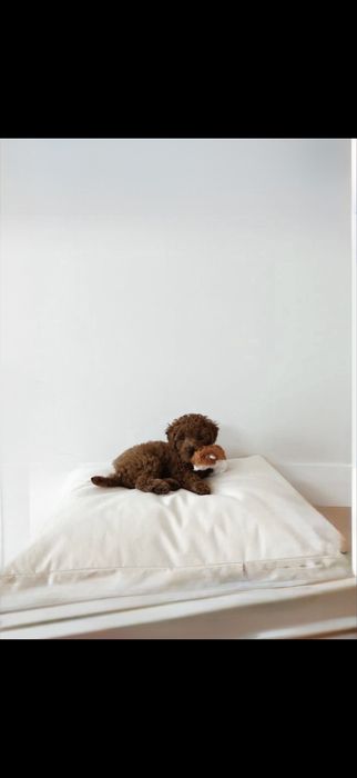 Мальтипу Ф2. Д е в о ч Ки Maltipoo,