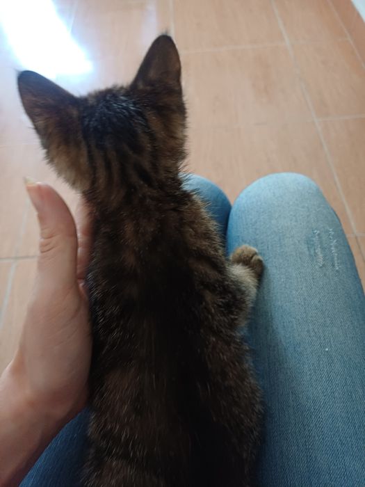 Gatinhos|  1 coracao pequenino procura uma familia