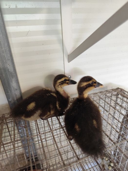 Vendo,Patinhos Ruan