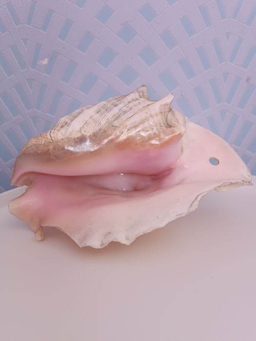 Раковина Королевский стромбус, Куба