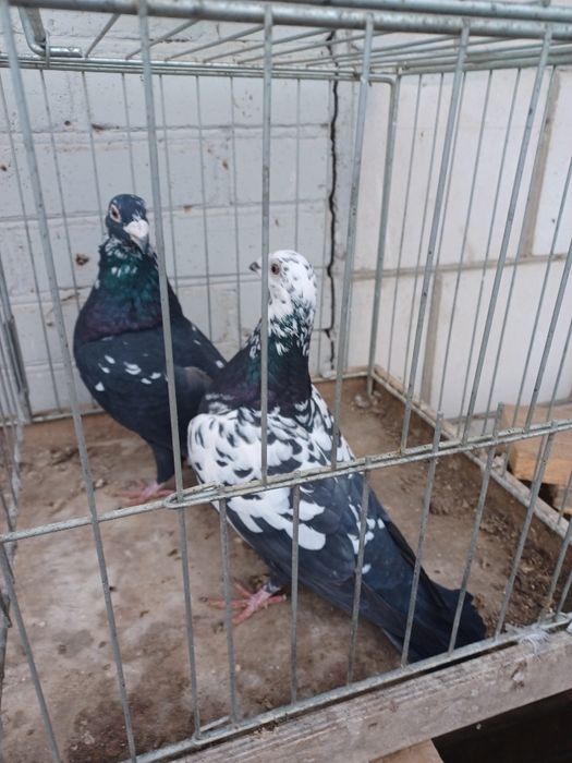 Gołębie Tygrysy czarne