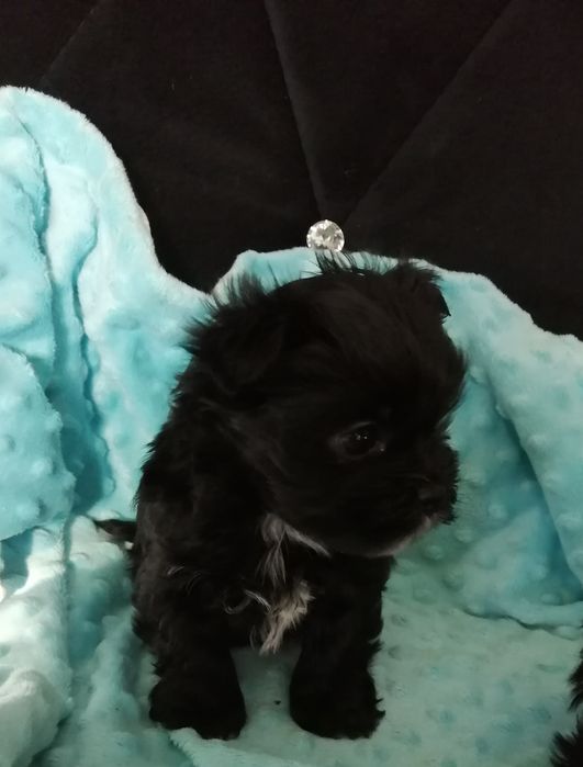 MORKIE Czarny Maltańczyk  rodowód