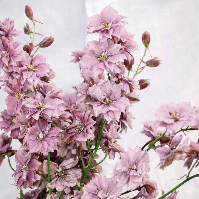 Ostróżeczka misty lavender - piękne kwiaty w niespotykanym kolorze