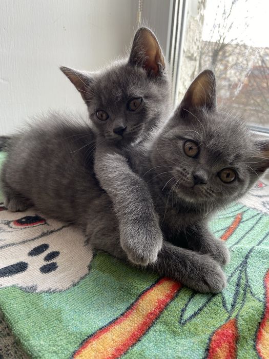 Британські кошенята